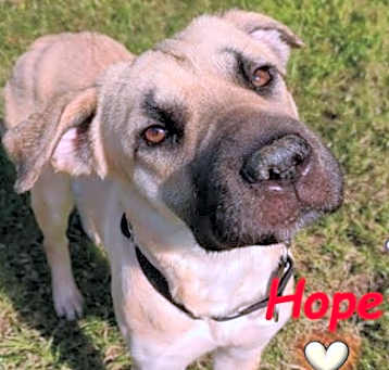 Photo of Hope