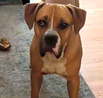Photo of Koda