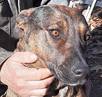 Photo of Gypsy