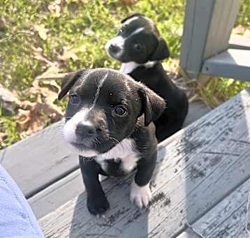 Photo of Bella and Lulu