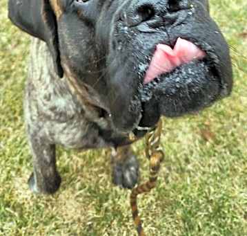Photo of Chompers
