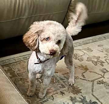 Photo of Teddie