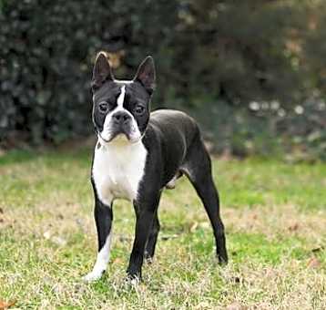 Photo of Brady