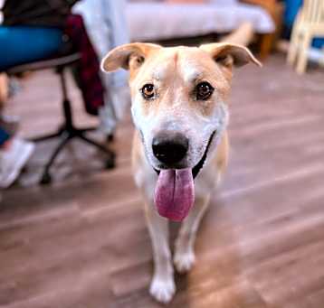 Photo of Buster Bear aka BUSTA move Kid friendly Man's best friend