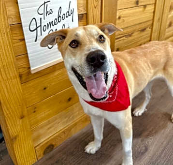 Photo of Buster Bear aka BUSTA move Kid friendly Man's best friend