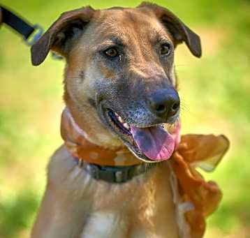 Photo of Lab , Malinoise mix