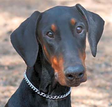 Photo of Buster