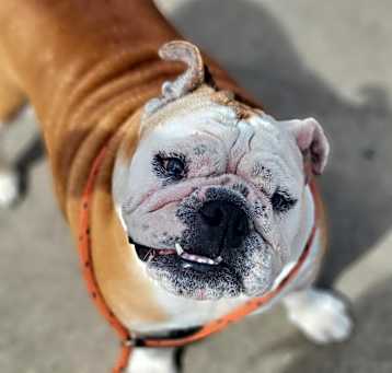 Photo of Gertie