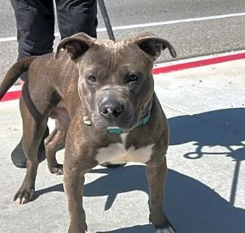 Photo of BRONCO
