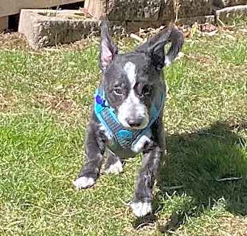 Photo of Bentley