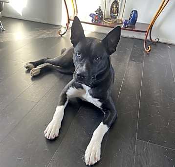 Photo of Luna