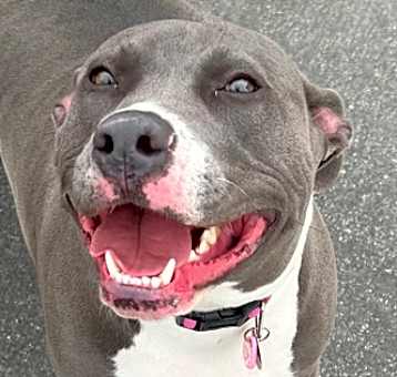 Photo of Jellybean