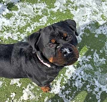 Photo of Jake the rottie
