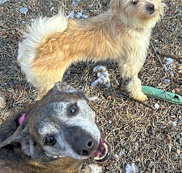 Photo of Nala