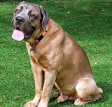 Photo of Bo