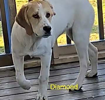 Photo of Diamond
