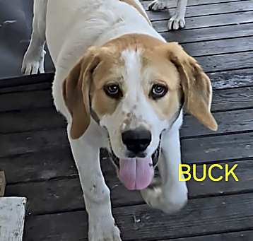 Photo of Buck