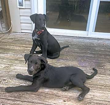 Photo of Milo and Caesar