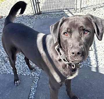 Photo of Blue Goose