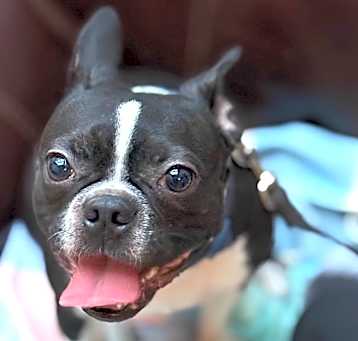 Photo of Annie
