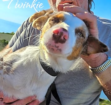 Photo of Twinkie
