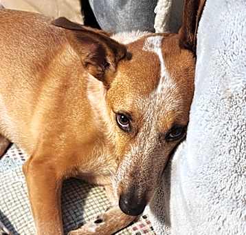 Photo of Copper