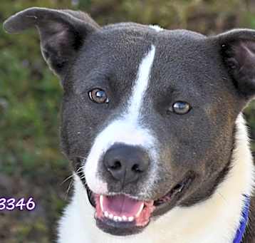 Photo of Rascal