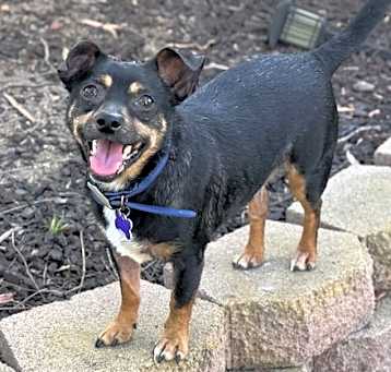 Photo of Petey