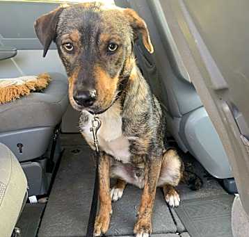 Photo of Ranger