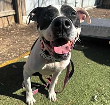 Photo of Peggy Sue 