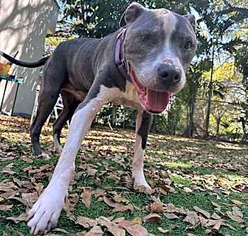 Photo of Rex