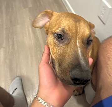 Photo of Daisy