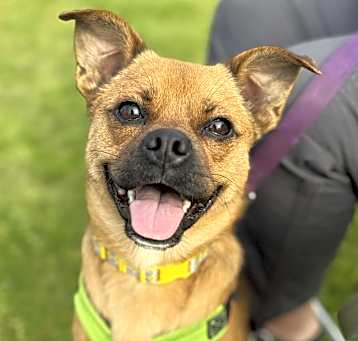 Photo of Roscoe