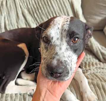 Photo of Sophie Speckles (HW-) SPONSORE