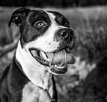 Photo of Onyx