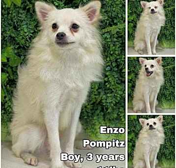 Photo of Enzo from Korea