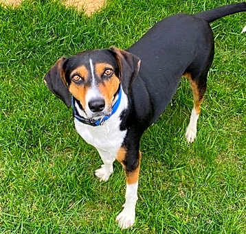 Photo of Barney
