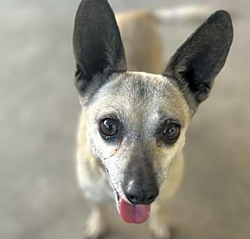 Photo of Chapo