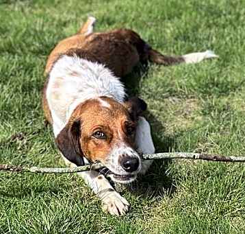 Photo of Available for Adoption - Atlas (located in USA)