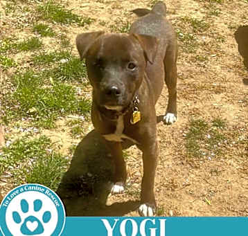 Photo of Yogi 030825