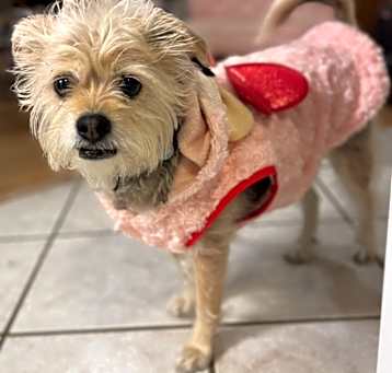Photo of Lovie