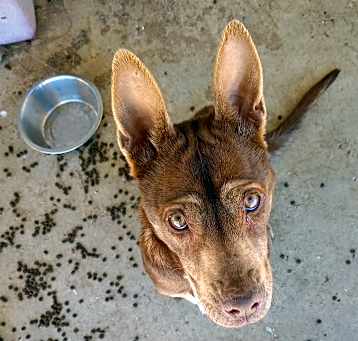 Photo of Pixel