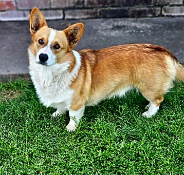 Photo of Mr. Churchill