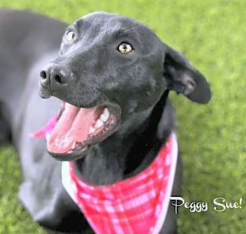 Photo of Peggy Sue