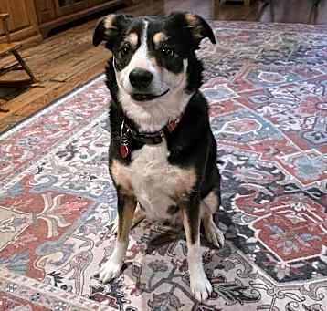 Photo of Izzy
