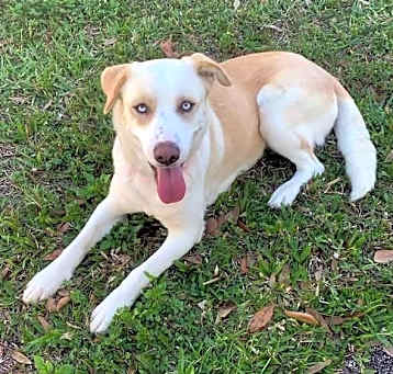 Photo of luna