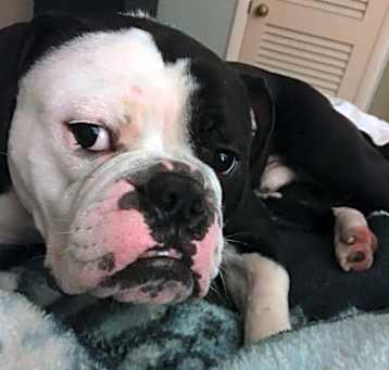Photo of Ace