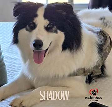 Photo of Shadow (Courtesy Post)