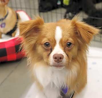 Photo of Copper