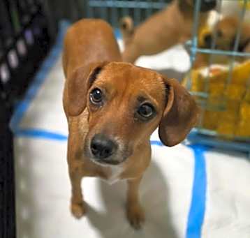 Photo of Willow